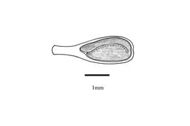   Embryo:nbsp;  Boerhavia diffusa ;nbsp;Illustration by K. Parker, Kirkbride et al. (2006)
